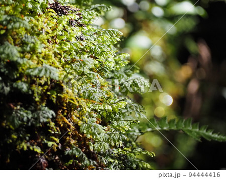 光を浴びて輝く苔 94444416