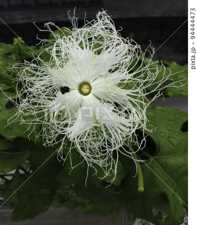 白いキカラスウリの花 白いキカラスウリの花 94444473