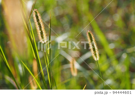 金色のエノコログサ 94444601