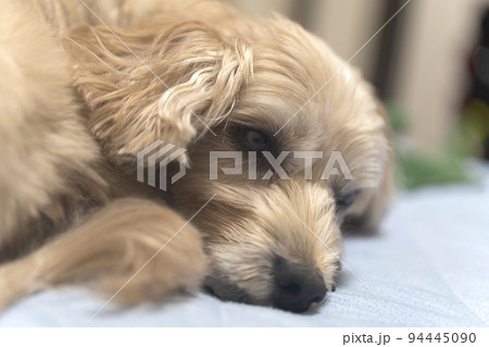 眠くてたまらないアプリコットの小型犬【マルプー】 94445090