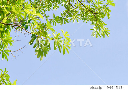 Dita, Devil Tree or Alstonia scholaris and sky 94445134