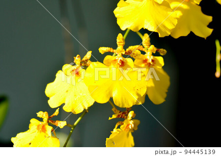 yellow orchid, orchid or ORCHIDACEAE flower or Dendrobium lindleyi Steud or Dendrobium lindleyi yellow orchid, orchid or ORCHIDACEAE flower or Dendrobium lindleyi Steud or Dendrobium lindleyi 94445139