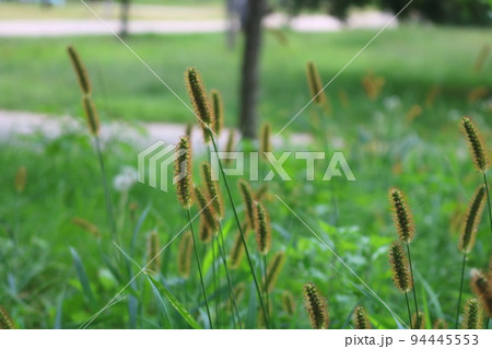 エノコログサ 金のキツネの尾 フル 94445553