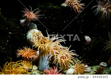 水中にうごめくカラフルなイソギンチャク 海底の花園のようなイソギンチャク 水中にうごめくカラフルなイソギンチャク 海底の花園のようなイソギンチャク 94446305