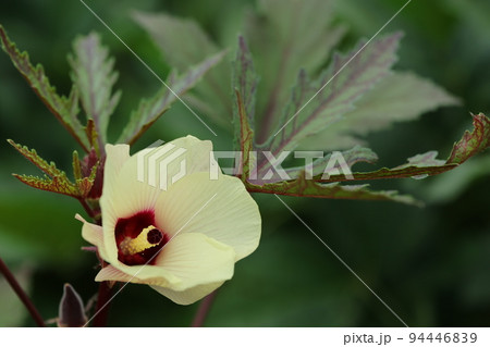 赤オクラの花 赤オクラの花 94446839