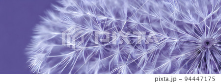 Close up of dandelion spores. Abstract background. Eco wallpaper. Banner size Close up of dandelion spores. Abstract background. Eco wallpaper. Banner size 94447175