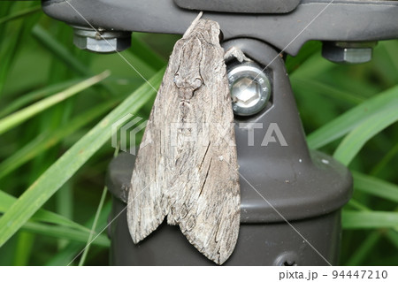 エビガラスズメ 94447210