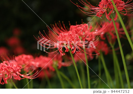 ヒガンバナ 94447252