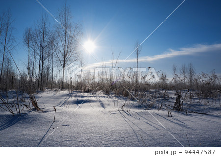 Winter snowy landscape. White birch trees covered in hoarfrost against a clear blue sky backlit by the bright sun. Winter snowy landscape. White birch trees covered in hoarfrost against a clear blue sky backlit by the bright sun. 94447587