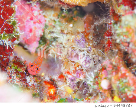 カールおじさんホヤとオキナワベニハゼ カールおじさんホヤとオキナワベニハゼ 94448737