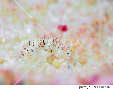 キンチャクガニ キンチャクガニ 94448746