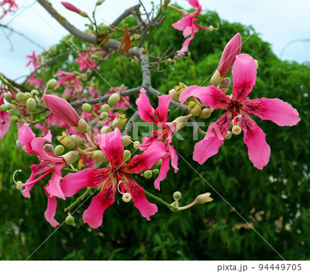 Cotton tree flower Ceiba speciosa close up. Gorgeous pink yellow flower like a lily against the blue sky and greenery macro. Summer, Spain Cotton tree flower Ceiba speciosa close up. Gorgeous pink yellow flower like a lily against the blue sky and greenery macro. Summer, Spain 94449705