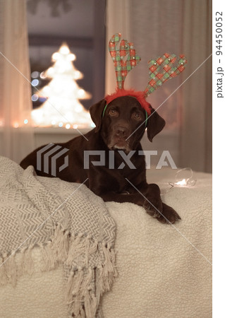 chocolate Labrador retriever dog in funny deer horns lies on the blood under a blanket on the background of a Christmas tree. 94450052