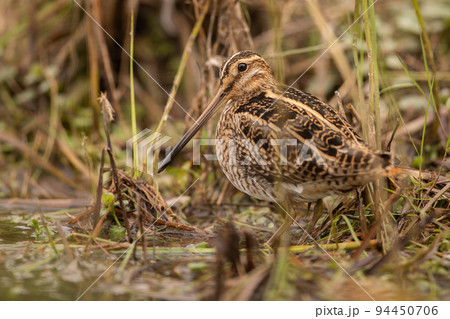 Common snipe sitting on the ground and hiding in a vegetation of wetland Common snipe sitting on the ground and hiding in a vegetation of wetland 94450706