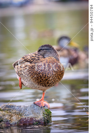 Wild duck resting on the rock in lake Balaton of Hungary Wild duck resting on the rock in lake Balaton of Hungary 94450784