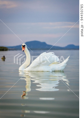 Mute swan looking at the camera on the lake Balaton of Hungary Mute swan looking at the camera on the lake Balaton of Hungary 94450785