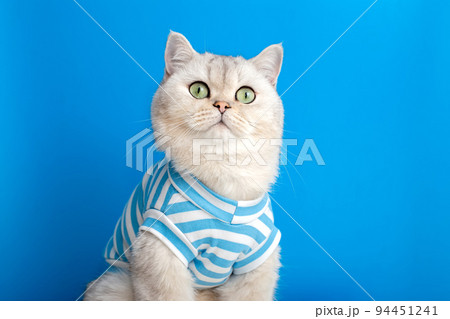 Portrait of a funny white cat in striped clothes on a blue background Portrait of a funny white cat in striped clothes on a blue background 94451241