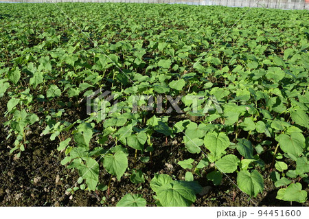 芽吹いた蕎麦 94451600