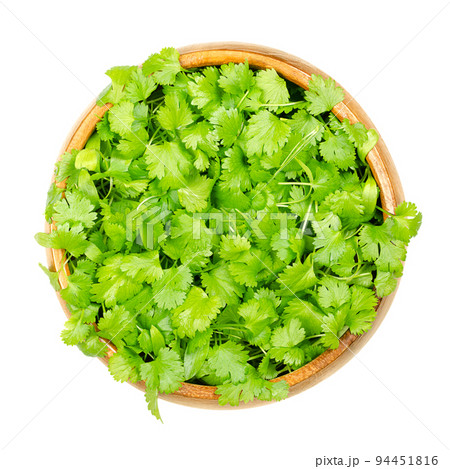 Cilantro microgreens, in a wooden bowl. Fresh and ready to eat green shoots of Coriandrum sativum, also called coriander, Chinese parsley or dhania, a herb with intensely sweet and distinctive aroma. 94451816