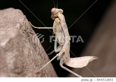 褐色型ハラビロカマキリ幼虫 褐色型ハラビロカマキリ幼虫 94451893