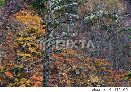 南アルプス 北岳登山 秋の紅葉ルート 南アルプス 北岳登山 秋の紅葉ルート 94452166