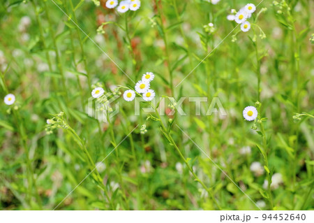 ヒメジョオンの花 ヒメジョオンの花 94452640