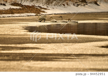 猪苗代湖の白鳥 94452951
