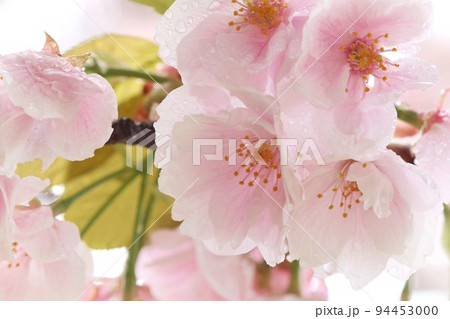 御車返し　ミクルマガエシ　桜の花　クローズアップ 94453000