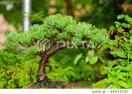五葉松の盆栽 94453287