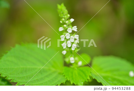 青じその花 青じその花 94453288
