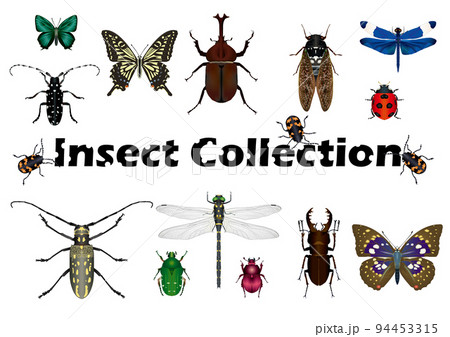 insect_collction 94453315