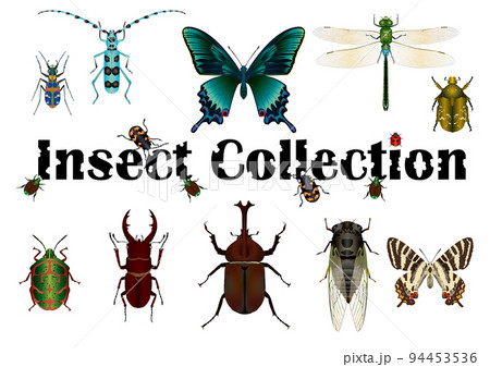 Insect collection2  94453536