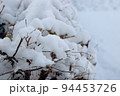 暮らしの風景、冬、低木に積もった雪 94453726