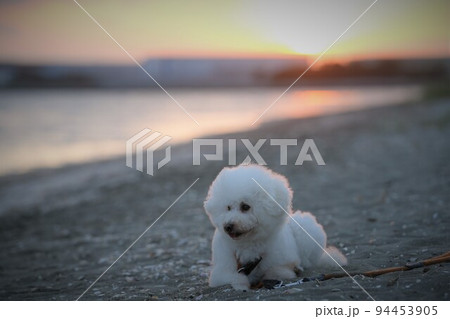 夕陽に染まる船橋三番瀬と砂浜の白犬 夕陽に染まる船橋三番瀬と砂浜の白犬 94453905