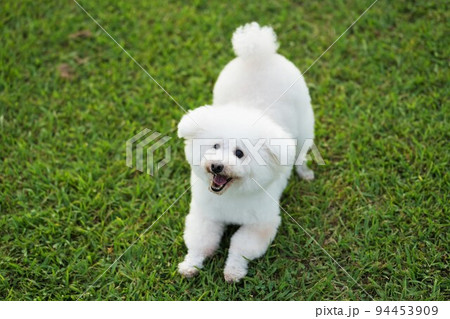 遊びたい白犬 94453909