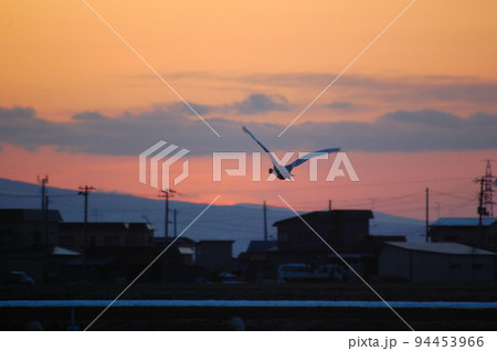 夕焼け空を飛ぶ白鳥 夕焼け空を飛ぶ白鳥 94453966