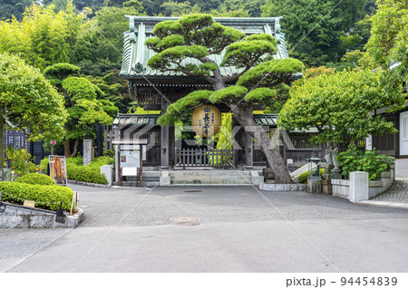 【神奈川県】緑に包まれた長谷寺の山門と金色提灯 94454839