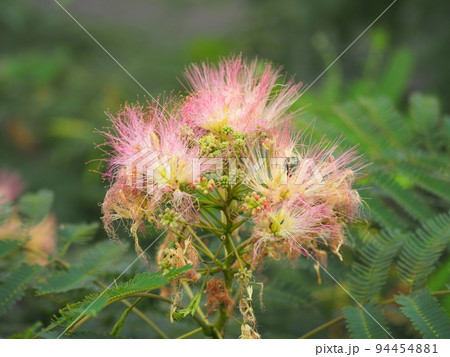 ネムノキ 94454881