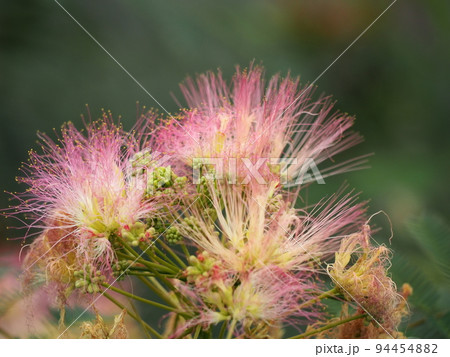 ネムノキ 94454882