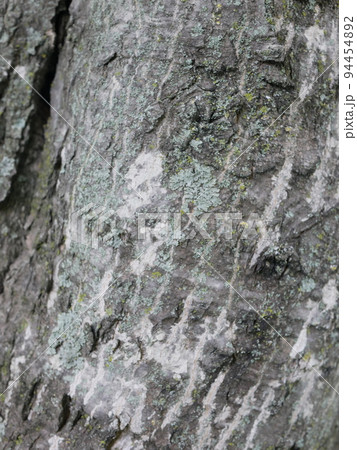 木の表面 94454892