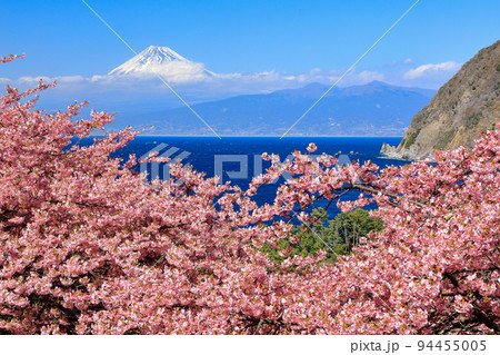 河津桜咲く西伊豆井田峠から駿河湾越しに観る富士山 94455005