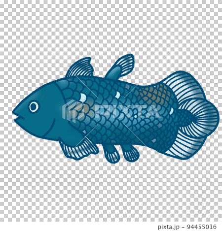 coelacanth 94455016