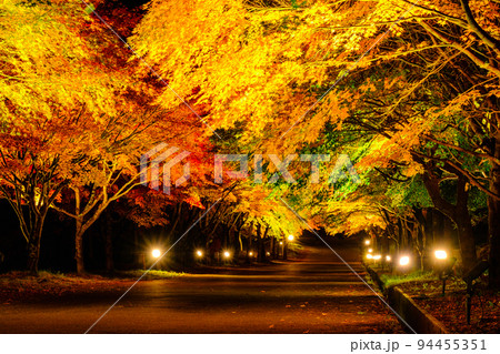 箕輪町・もみじ湖の紅葉（ライトアップ） 94455351
