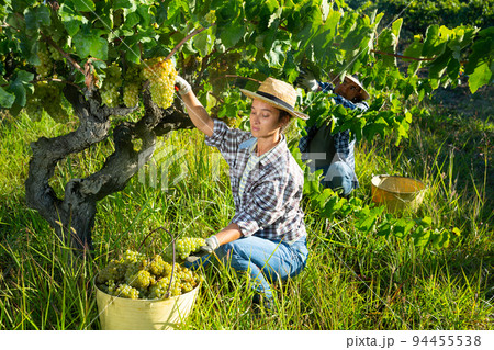 Female farm worker picking to bucket ripe grapes in vineyard 94455538
