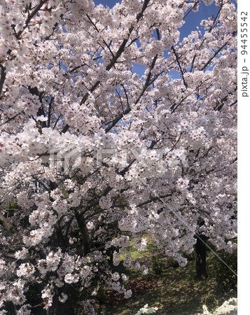 桜咲く 桜咲く 94455542