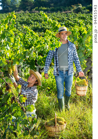 Young man and woman picking harvest of green grape Young man and woman picking harvest of green grape 94455543