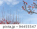 紅梅と青空の早春風景-42 94455547