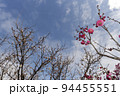 紅梅と青空の早春風景-46 94455551