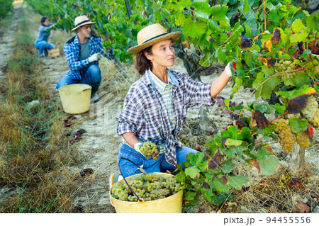 Woman harvesting ripe grapes at vineyard Woman harvesting ripe grapes at vineyard 94455556