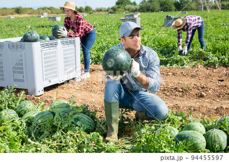 Farmer checking ripeness of watermelon on field 94455597